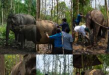 Anant Ambani’s Vantara: Empowering Wildlife, One Rescue at a Time